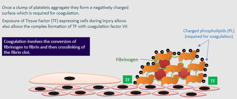 <p>♡ Once a clump of platelets aggregate, they form a negatively charged surface, which is required for coagulation</p><p>♡ Coagulation involves the conversion of fibrinogen to fibrin and then crosslinking of the fibrin clot</p><p>♡ Exposure of Tissue Factor (TF) expressing cells during injury allows the complex formation of TF with coagulation factor VII</p><p>♡ Charged phospholipids (PL) are also required for coagulation</p>