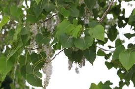 <p><em>Populus deltoides</em></p><p><em>simple/alternate</em></p>