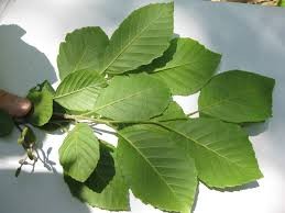 <p><em>Alnus serrulata</em></p><p><em>simple/alternate</em></p>