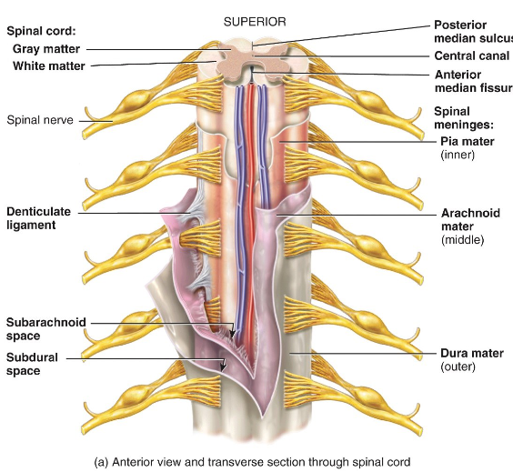 <p>What do <strong>denticulate ligaments </strong>do?</p>