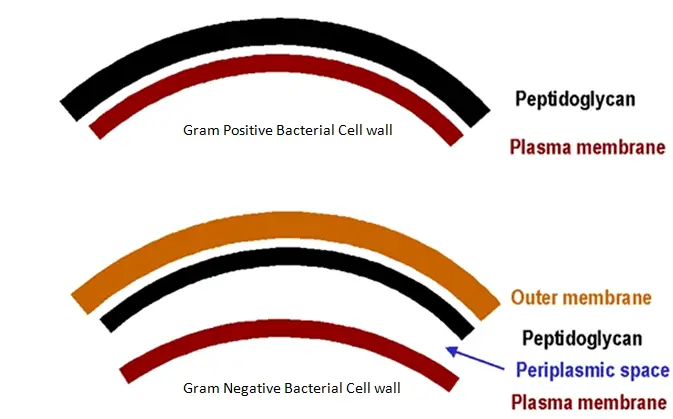 <p>Alter the properties of the gene product</p><p>Make it secreted extra-cellularly or into the periplasmic space</p><p>Fuse it to a peptide tag or other protein</p><p>Make it useful as a therapeutic</p><p>Add or modify control elements (e.g., make it inducible or express it to high levels on demand)</p>