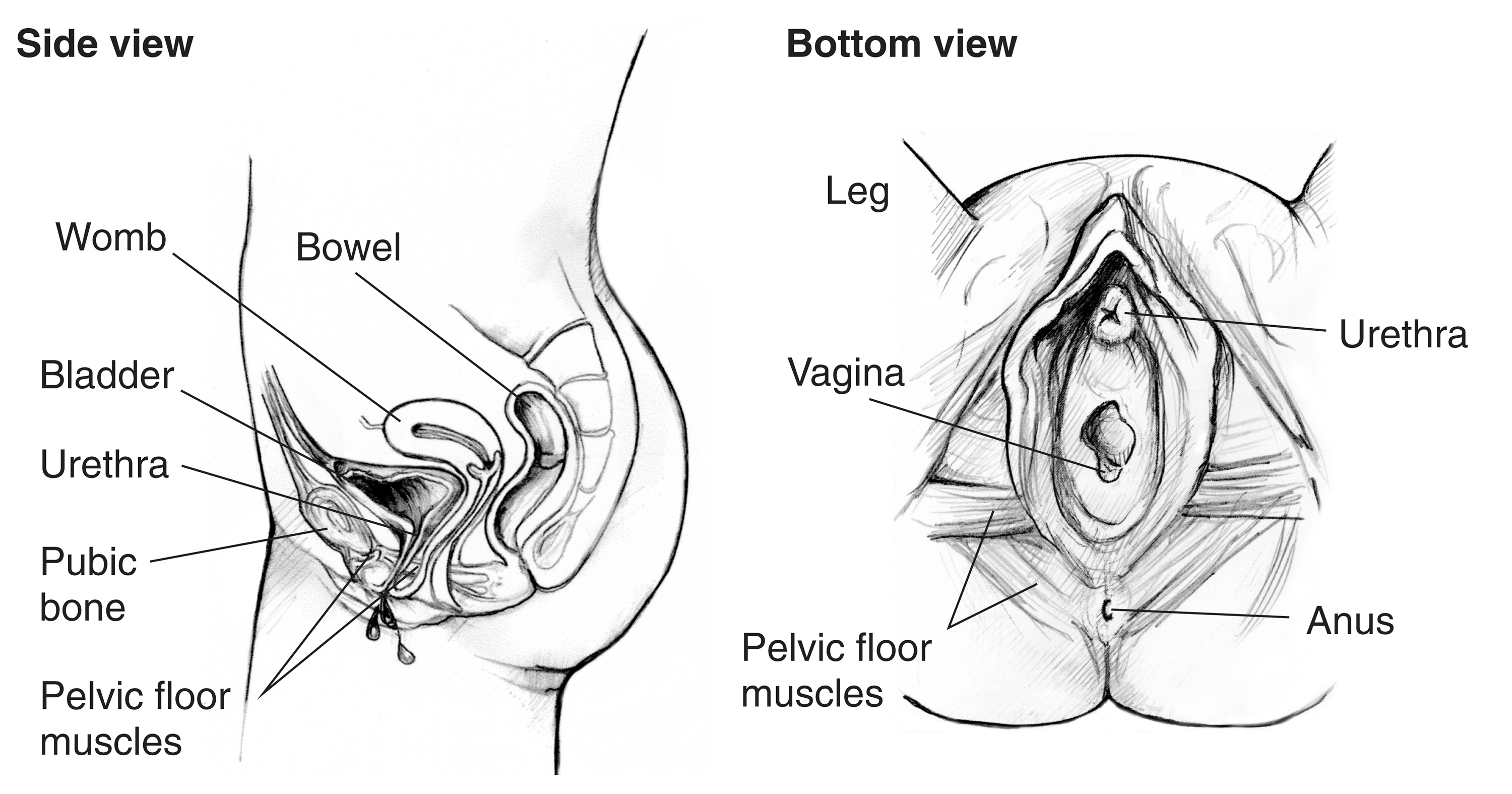 <p>✶Short urethra: It only carries urine.</p><p>✶Poorly developed external sphincter....</p><p>✶This makes females more prone to incontinence, particularly after childbirth.</p>