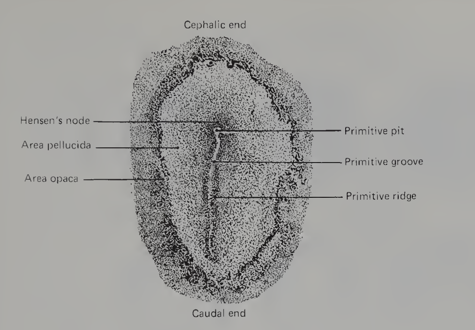 <p>At the cephalic end of the primitive streak, closely packed cells form a local thickening known as </p>