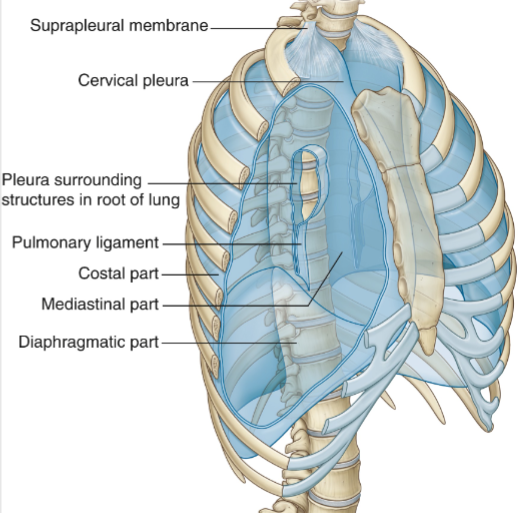 <p>Diaphragmatic parietal pleura: lines the superior surface of the diaphragm.</p><p><strong>Mediastinal parietal pleura: </strong>lines the lateral surface of the mediastinum, which contains the heart.</p><p><strong>Costal parietal pleura:</strong> lines the internal surface of the ribs.</p><p><strong>Cervical parietal pleura:</strong> extends above rib 1 to the root of the neck.</p>