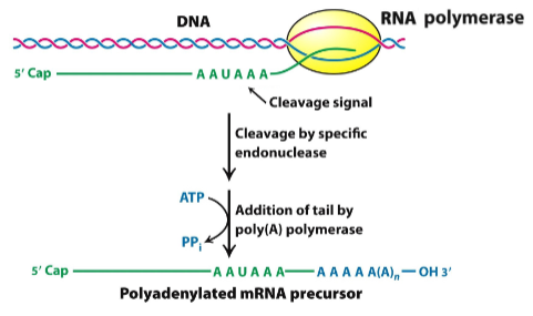 <p><strong>3' end modification:</strong></p><p><span class="tt-bg-yellow">A string of adenine nucleotides, (a poly(A) tail), is added to the 3' end of an mRNA molecule.</span></p><p><strong>Polyadenylate polymerase:</strong></p><p><span class="tt-bg-yellow">Poly(A) polymerase</span> <span class="tt-bg-yellow">adds adenine nucleotides to the mRNA transcript.</span></p><p><strong>Poly(A) tail function:</strong></p><p>Enhancing mRNA stability, facilitating nuclear export, and influencing translation efficiency.</p><p><strong>Co-transcriptional modification:</strong></p><p><span class="tt-bg-yellow">Polyadenylation is a co-transcriptional </span>modification.</p><p><strong>Recognition signal:</strong></p><p>Polyadenylation signal marks the site for poly(A) tail addition</p>