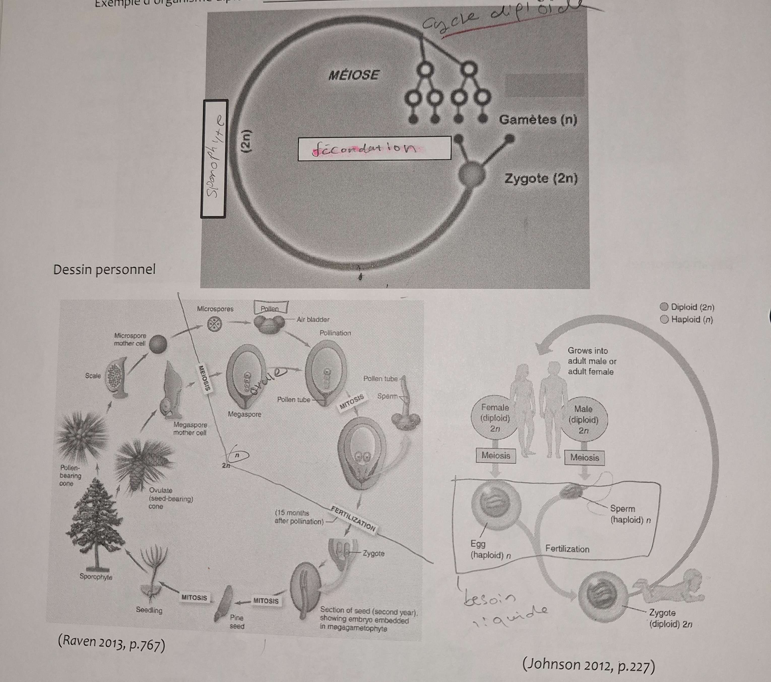 <p><strong>Cycle diploïde (diplontique)</strong></p>