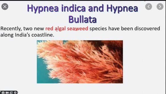 Q13) Hypnea indica  and Hypnea bullata recently discovered are the species of?
