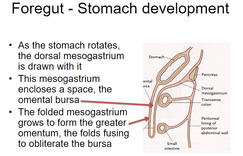 <p>The dorsal mesogastrium encloses a space called the omental bursa.</p>