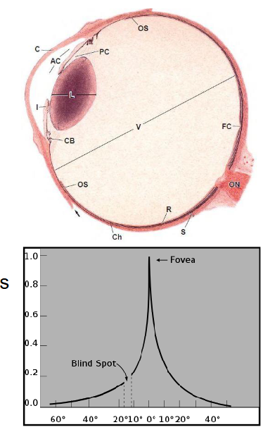 <p>&nbsp; blind spot where blood vessels + optic nerve exit eye</p><p>&nbsp; no rods or cones</p>