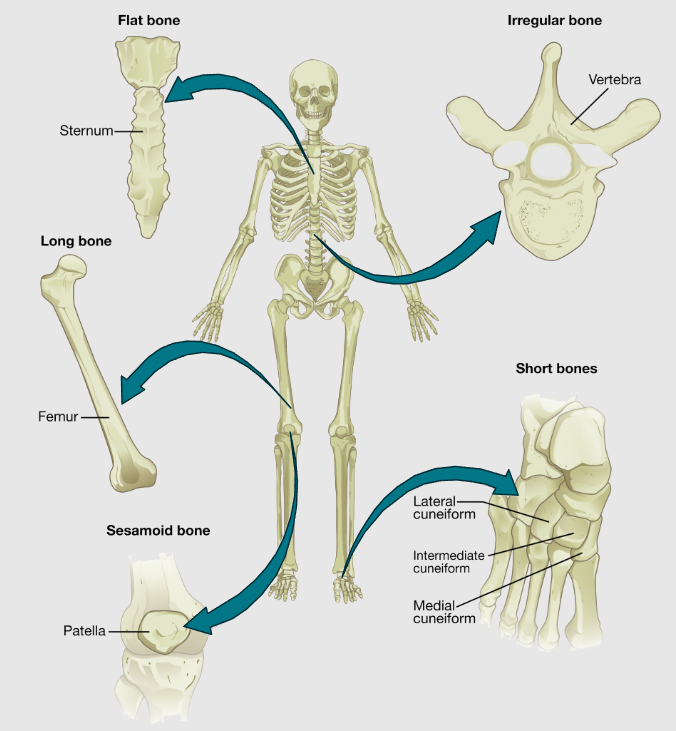 <p>Flat</p><p>Long</p><p>Short</p><p>Irregular</p><p>Sesamoid</p>