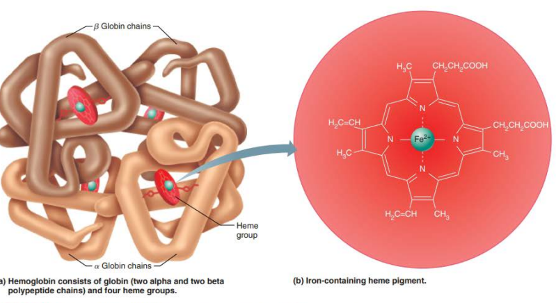 <p>heme</p><p>red</p><p>iron ion</p><p>4 </p>