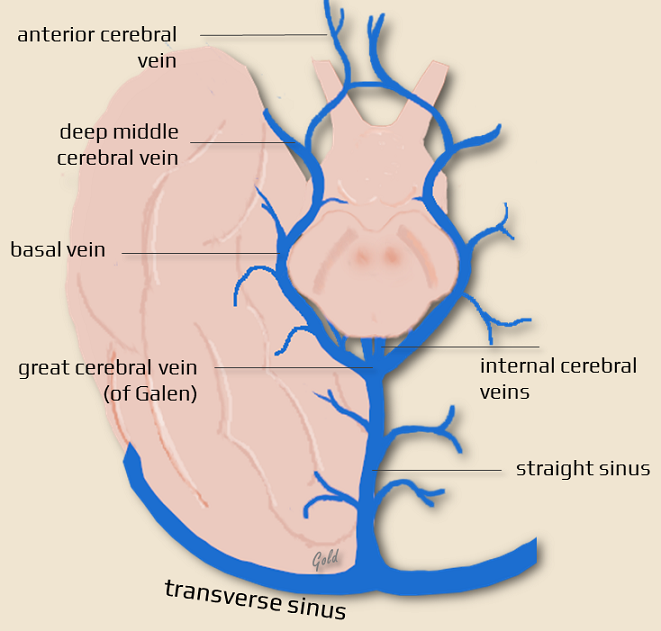 <p>What does the deep middle cerebral vein drain and how does it contribute to venous drainage? (5)</p>