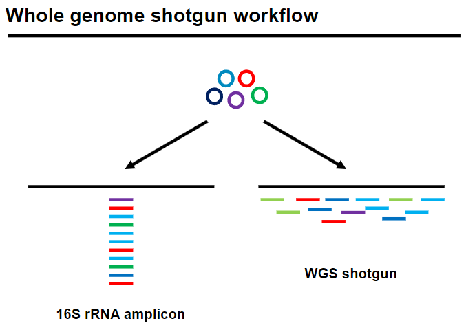 <p>Picture demonstrating Whole genome shotgun workflow:</p>