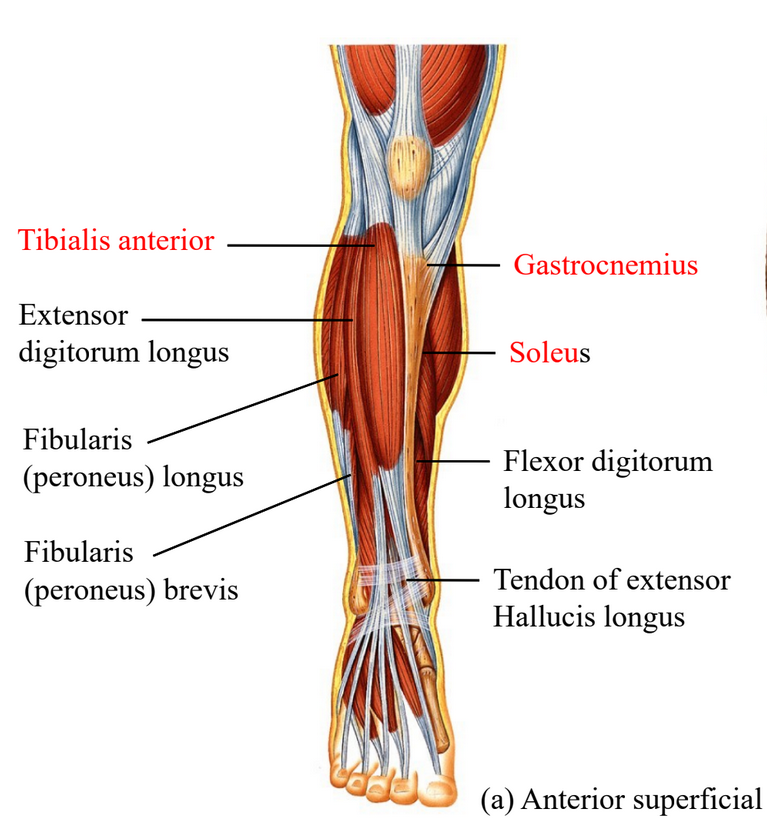 <p>Tibialis anterior - dorsiflexes foot</p><p>Gastrocnemius - plantar flexion of foor</p><p>Soleus - plantar flexion only </p>