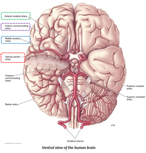 <p>The <strong>internal carotid arteries</strong> branch into the <strong>middle cerebral arteries</strong> and the <strong>anterior cerebral arteries</strong>.</p><p>The <strong>anterior cerebral arteries</strong> are connected by the <strong>anterior communicating artery</strong>.</p>