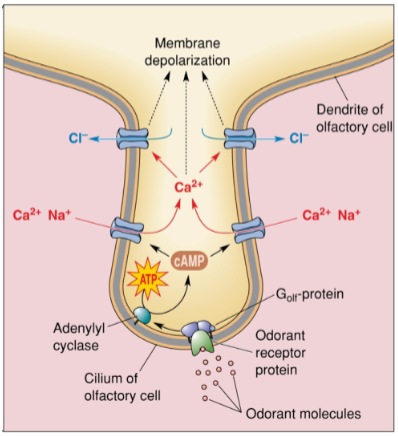 <p>Odorant molecules bind to <strong>odorant receptor proteins</strong> on the cilia of olfactory receptor cells.</p><p>This activation leads to the activation of the <strong>olfactory-specific G-protein (Golf)</strong>.</p><p><strong>Adenylate cyclase</strong> is activated, increasing <strong>cAMP formation</strong>.</p><p><strong>cAMP-activated channels</strong> open, allowing <strong>Na+ and Ca2+ influx</strong>.</p><p><strong>Ca2+-activated chloride channels</strong> open, enabling <strong>Cl- efflux</strong>, which causes <strong>membrane depolarization</strong> of the olfactory neuron.</p>