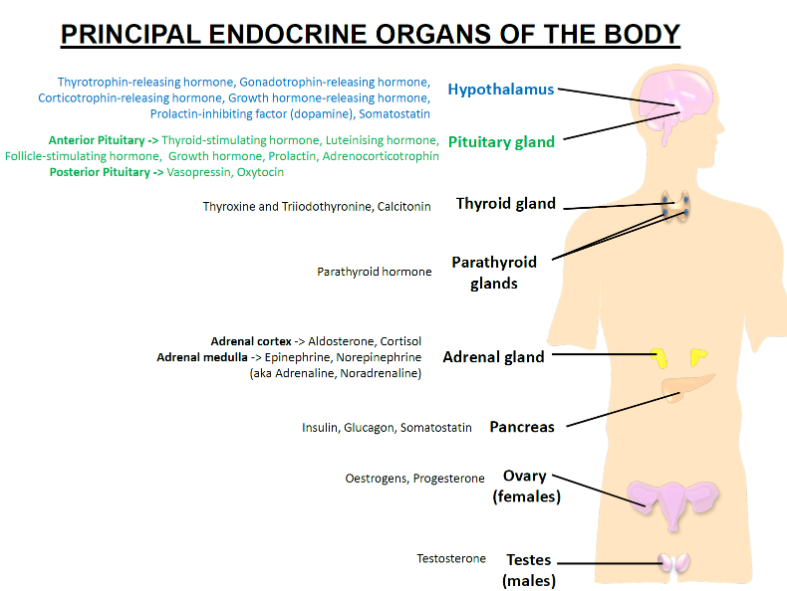 <p><strong>Thyrotrophin-releasing hormone (TRH)</strong>: Stimulates the release of thyroid-stimulating hormone (TSH) from the anterior pituitary.</p><p><strong>Gonadotrophin-releasing hormone (GnRH)</strong>: Stimulates the release of luteinising hormone (LH) and follicle-stimulating hormone (FSH) from the anterior pituitary.</p><p><strong>Corticotrophin-releasing hormone (CRH)</strong>: Stimulates the release of adrenocorticotrophic hormone (ACTH) from the anterior pituitary.</p><p><strong>Growth hormone-releasing hormone (GHRH)</strong>: Stimulates the release of growth hormone (GH) from the anterior pituitary.</p><p><strong>Prolactin-inhibiting factor (Dopamine)</strong>: Inhibits prolactin secretion from the anterior pituitary.</p>