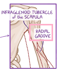 <p>Inferior of the radial grove (surco radial)</p>