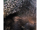 <p>porcupine</p>