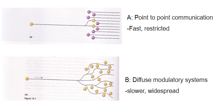 <p><strong>Point-to-point communication</strong>: Fast and restricted</p><p><strong>Diffuse modulatory systems</strong>: Slower and widespread</p>