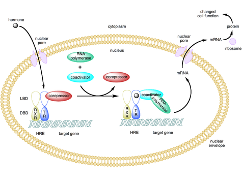 <p>✿Steroid hormones bind to receptors, known as nuclear receptors.</p><p>✿These receptors may initially be found in the cytoplasm or nucleus, but their effects are exerted in the nucleus.</p>