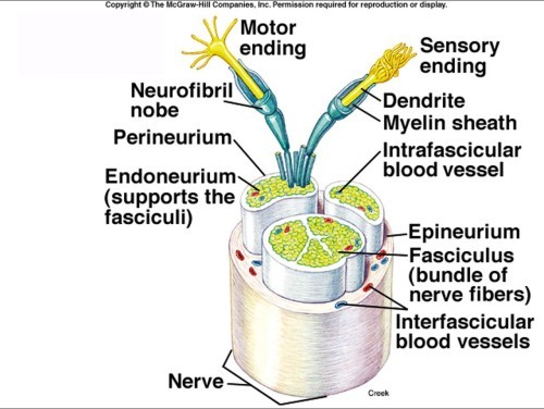 • Collection of nerve fibers (axons) outside CNS
•Each nerve fiber enclosed in connective tissue sheath - endoneurium
•Group of fibers (fasciculus) surrounded by perineurium
• Entire nerve surrounded by epineurium (•also encloses blood vessels)
