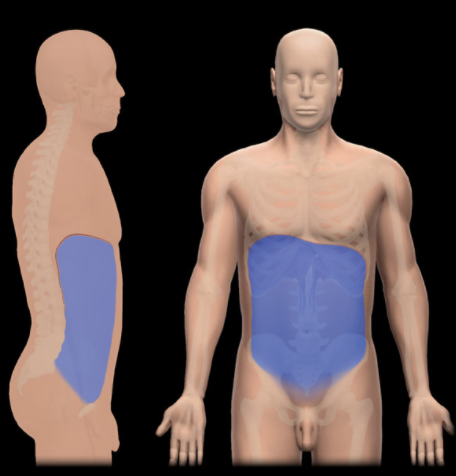 <p>What is the Abdominal Cavity? </p>