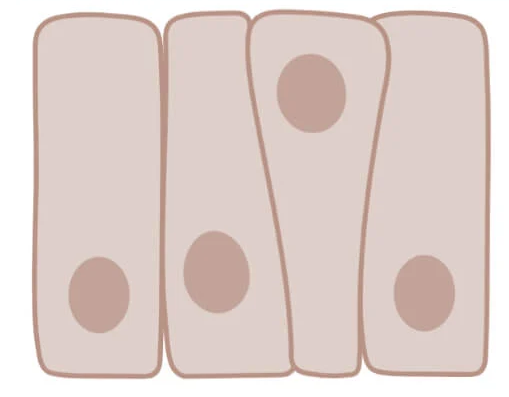 <p>Cells that appear to have multiple layers, though it only has one. <strong>They do not have cilia or any goblet cells.</strong></p>