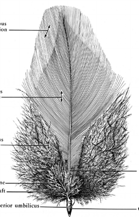 <p>What portion of the feather are the top two lines pointing to?</p>