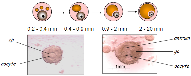 <p>An antral follicle is characterized by the presence of a cavity or “antrum.”</p><p>The antrum is filled with fluid, known as follicular fluid.</p>