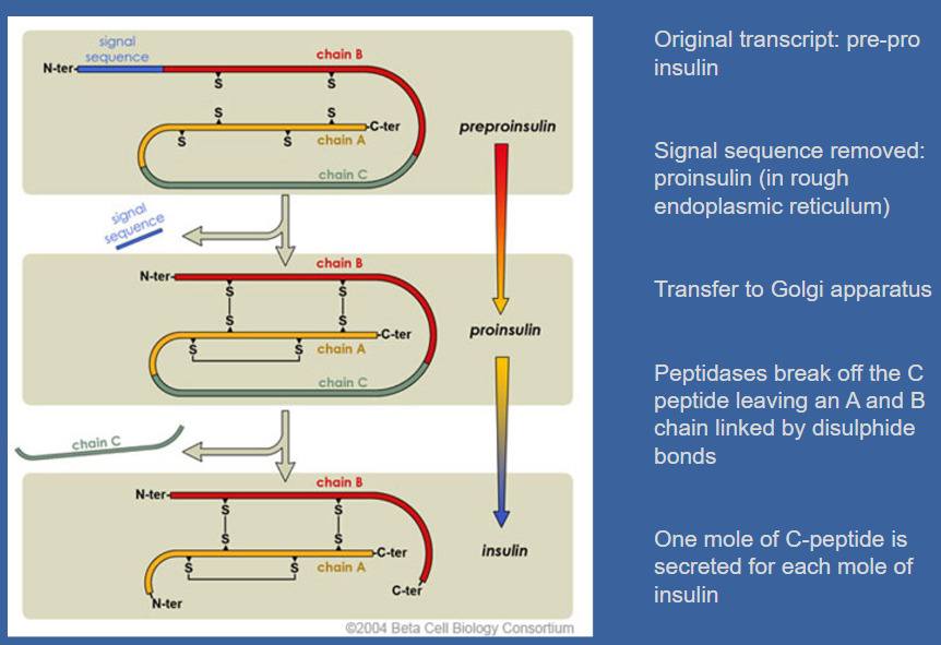 <p>☆Insulin synthesis begins with the production of pre-proinsulin, which contains a signal sequence. </p><p>☆This sequence is removed, forming proinsulin in the rough endoplasmic reticulum. </p><p>☆Proinsulin is then transferred to the Golgi apparatus. ☆Peptidases in the Golgi apparatus cleave off the C-peptide, leaving behind the A and B chains linked by disulphide bonds. </p><p>☆It's important to note that one mole of C-peptide is secreted for each mole of insulin.</p>