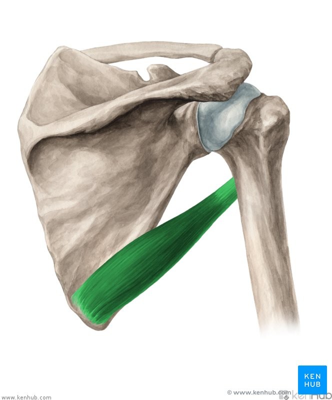 <p>IPE</p><p>Inferior angle of scapula</p><p>Proximal end of humerus</p><p>Extends, adducts and medially rotates humerus</p>