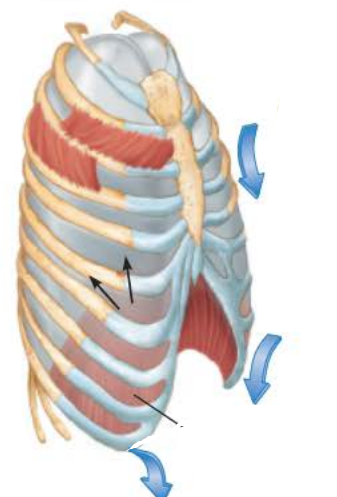 <p><strong>Expiration&nbsp;1/5</strong></p><p><em><sub>name the muscles involved and the action they perform</sub></em></p><p></p><p>the ______________ _____________ relax causing the __________ to relax and move _____________ and the _____________ ______________ relax which depresses the ______ and ____________</p>