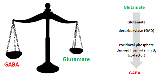 <p>Glutamate and GABA are the major neurotransmitters controlling the brain's overall level of excitation.</p>