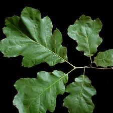 <p><em>Quercus velutina</em></p><p>Simple/Alternate</p>