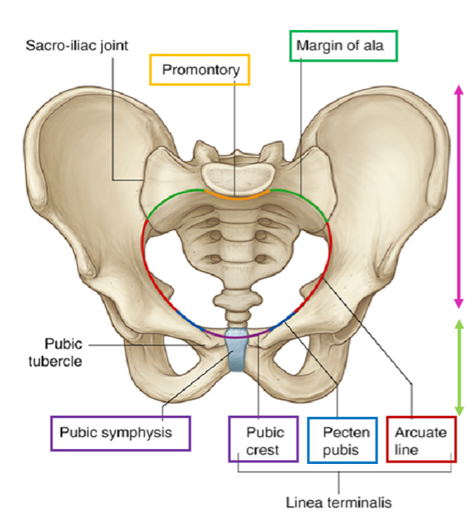 <p>Linea terminalis of the pelvis</p><p>Pubic symphysis</p><p>Pubic crest</p><p>Pectin pubis (ridge of superior pubic ramus)</p><p>Arcuate line of ilium</p><p>Margin of the ala of the sacrum</p><p>Sacral promontory</p>