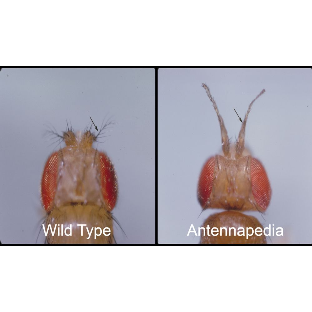 <p>In Drosophila, Antennapedia mutants have legs instead of antennae.</p>