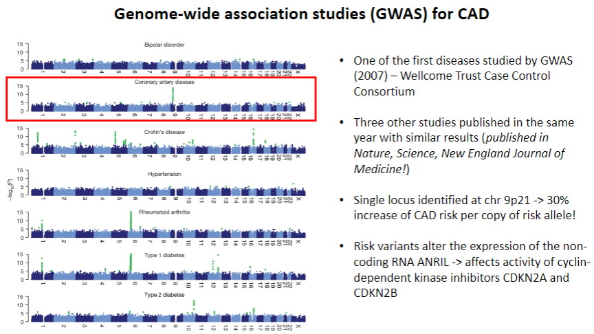 <p>Three other studies published the same year in <strong>Nature</strong>, <strong>Science</strong>, and <strong>New England Journal of Medicine</strong> showed similar results.</p><p>A <strong>single locus</strong> was identified on <strong>chr 9p21</strong>, associated with a <strong>30% increase</strong> in CAD risk per copy of the <strong>risk allele</strong>.</p>