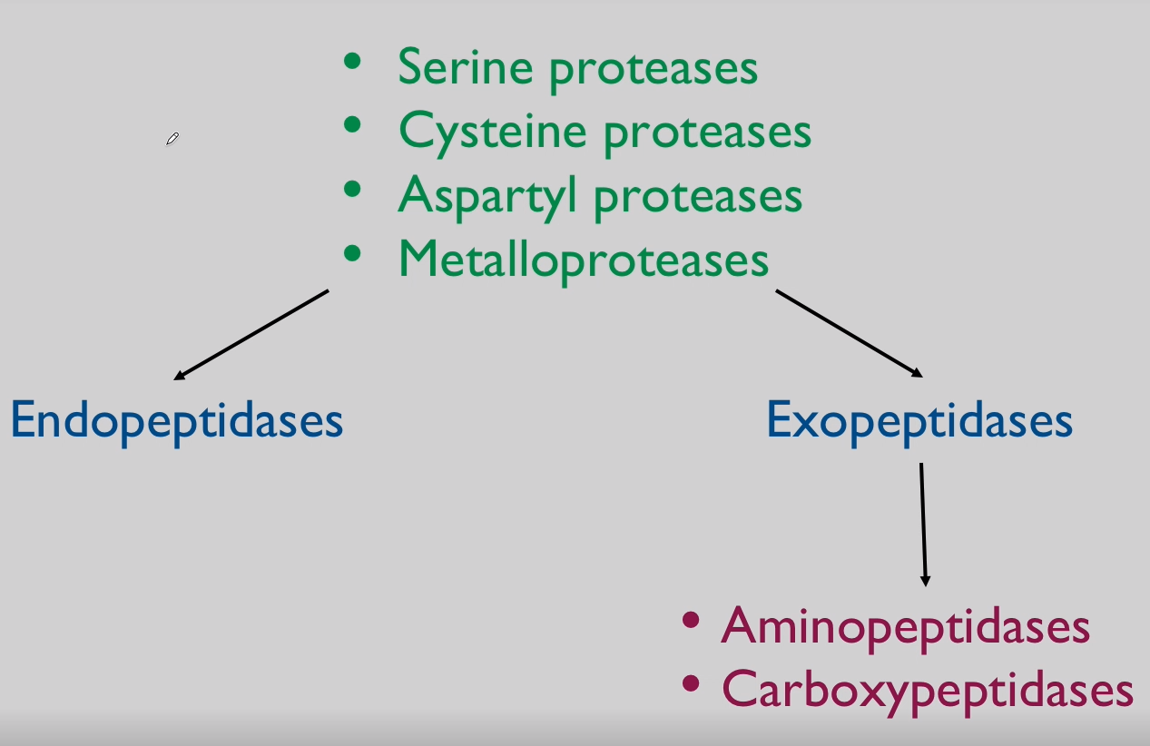 <p><strong>Cathepsins:</strong></p><p>Family of lysosomal proteases.</p><p>Includes cathepsin B, L, D, and others.</p><p>Proteases = Proteinases = Peptidases = Cathepsins</p>