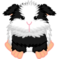 <p>cookies cream guinea pig</p>