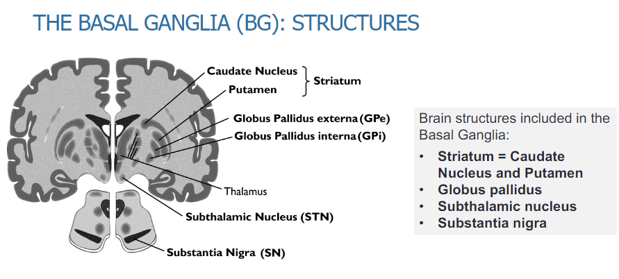 <p><strong>Striatum</strong>: Caudate Nucleus and Putamen</p><p><strong>Globus Pallidus</strong></p><p><strong>Subthalamic Nucleus</strong></p><p><strong>Substantia Nigra</strong></p>