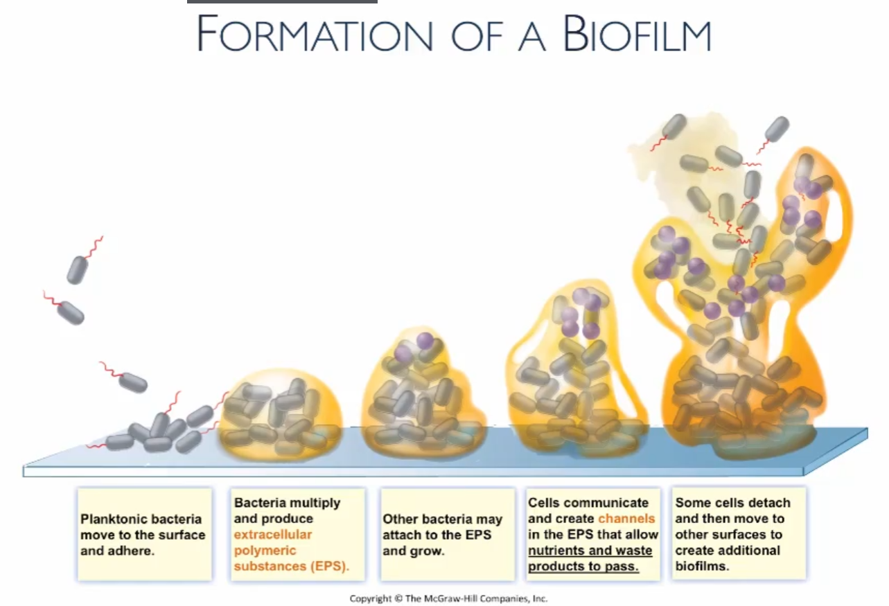 <p>Some gather on a surface, they multiply and produce EPS (extracellular polymeric substances), more bacteria come, create water channels, some leave to make more biofilm.</p>