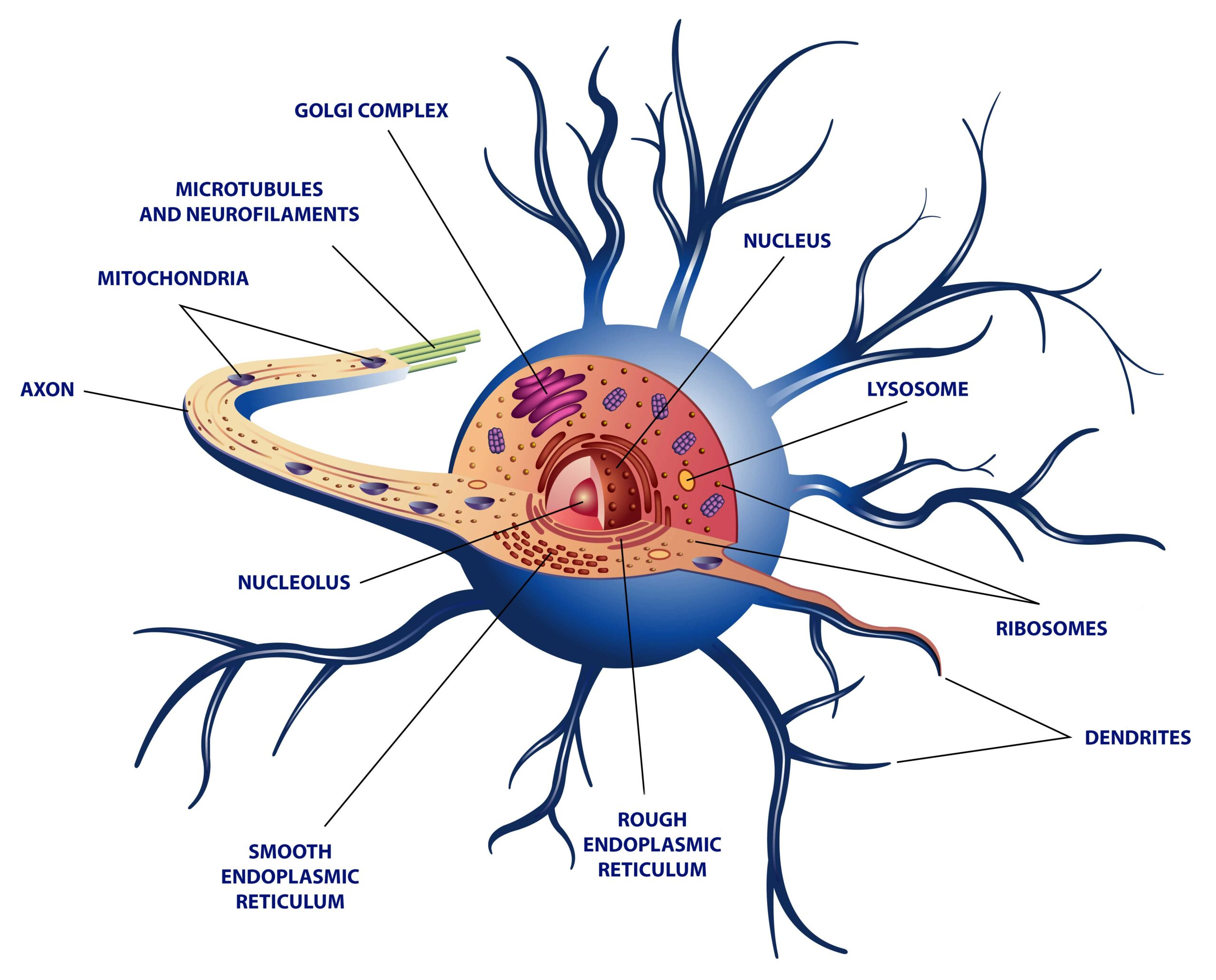 <p>Nucleus.</p><p>Rough endoplasmic reticulum (RER).</p><p>Smooth endoplasmic reticulum (SER).</p><p>Golgi apparatus.</p><p>Mitochondrion.</p>