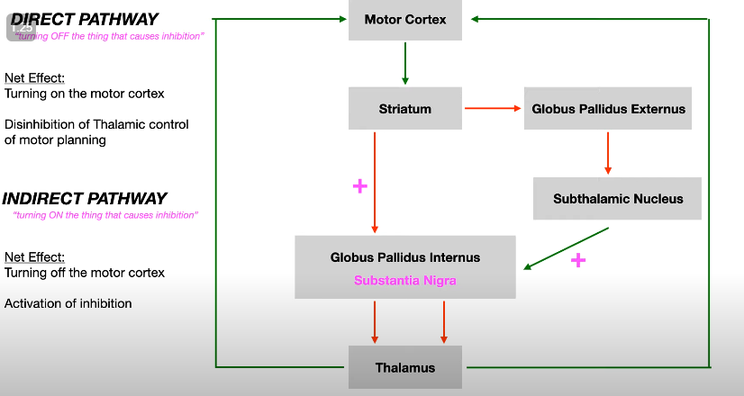 <p>What is the Alexander and DeLong model of the basal ganglia? (4)</p>