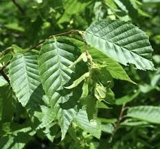 <p><em>Carpinus caroliniana</em></p><p><em>simple/alternate</em></p>