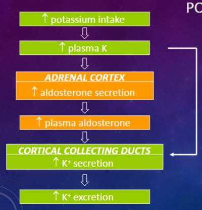 <p>Aldosterone is the major regulator of potassium balance in the body.</p>