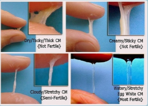 <p>A slight rise in basal body temperature, typically 0.5 to 1 degree</p><p>Tender breasts</p><p>Abdominal bloating</p><p>Light spotting</p><p>Changes in cervical mucus</p>