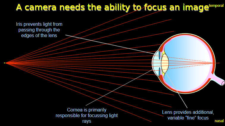 <p><strong>Lens:</strong> Provides additional, variable "fine" focus by changing its shape.</p><p><strong>Cornea:</strong> Primarily responsible for focusing light rays onto the retina.</p><p><strong>Iris:</strong> Prevents light from passing through the edges of the lens, improving image clarity.</p><p><strong>Retina (nasal and temporal):</strong> Processes light from different parts of the visual field to create a complete image.</p>