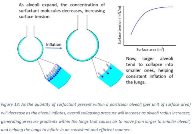 <p>Pulmonary surfactant reduces surface tension at the air-liquid interface, which equalizes pressure between alveoli of varying sizes. During inflation, as alveolar size increases, the concentration of surfactant molecules at the interface decreases. This results in an increase in surface tension and pressure with increasing alveolar surface area.</p>