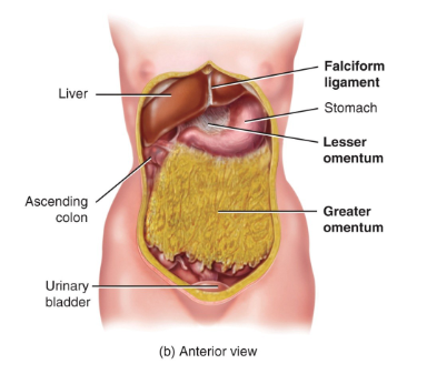 <p>Falciform ligament - in the liver</p><p>Lesser omentum - stomach</p><p>Greater omentum - entire intestine </p>